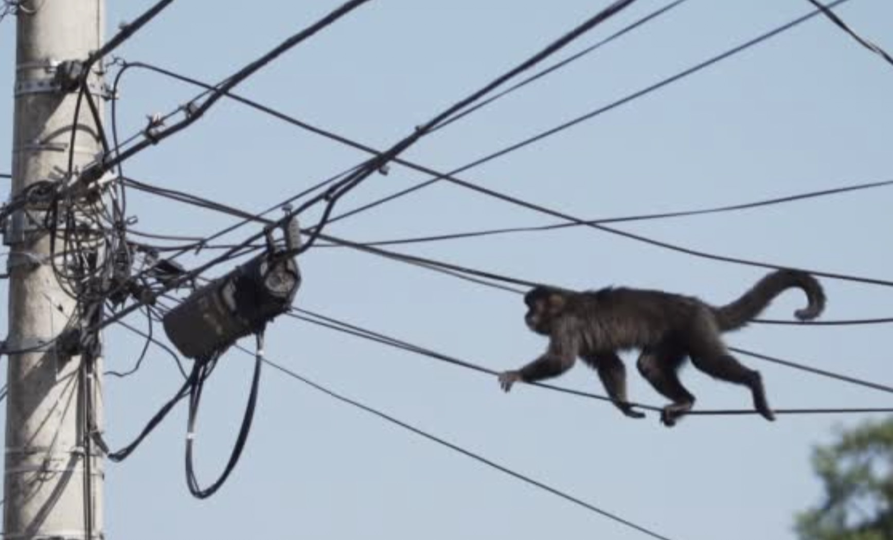 30 Pics Showing The Unstoppable Monkeyfication of Our Cities 